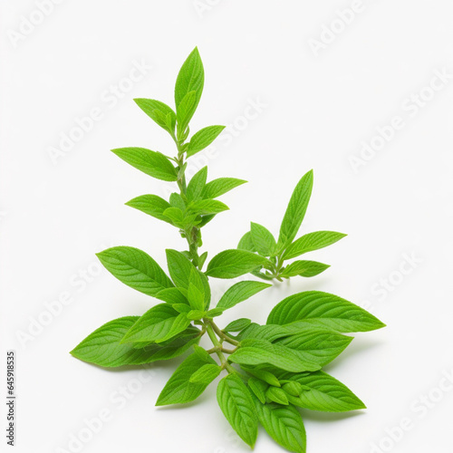 Stevia plant on white background AI generative image © Minar Aslanova