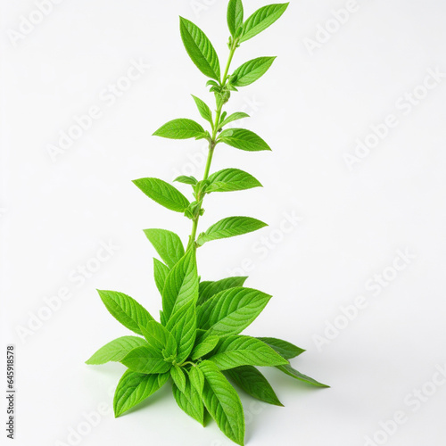 Stevia plant on white background AI generative image