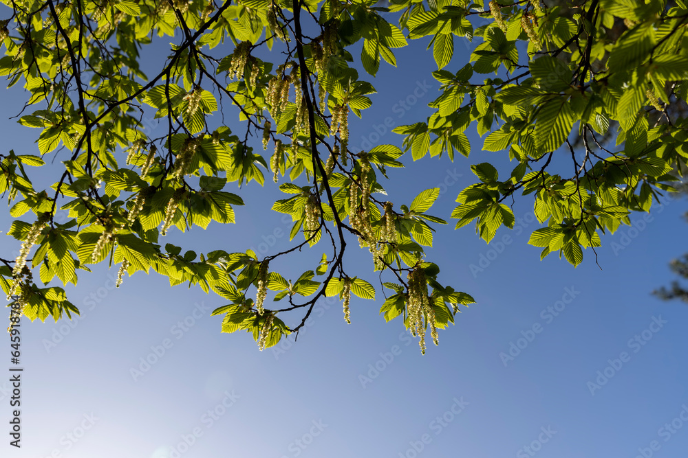 Fototapeta premium green foliage on hornbeam tree in spring bloom