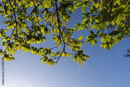 green foliage on hornbeam tree in spring bloom photo
