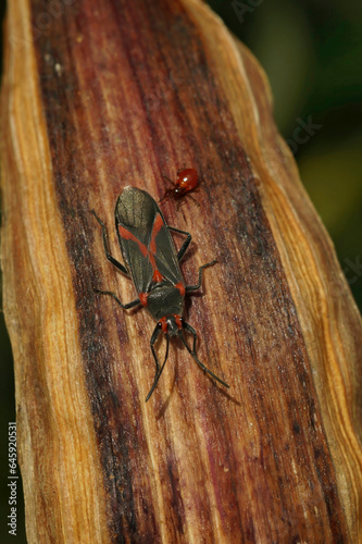 Closeup on a small shieldbug,the oleander seedbug, Caenocoris nerii, at Lake Venuela, Andalusia, Spain photo