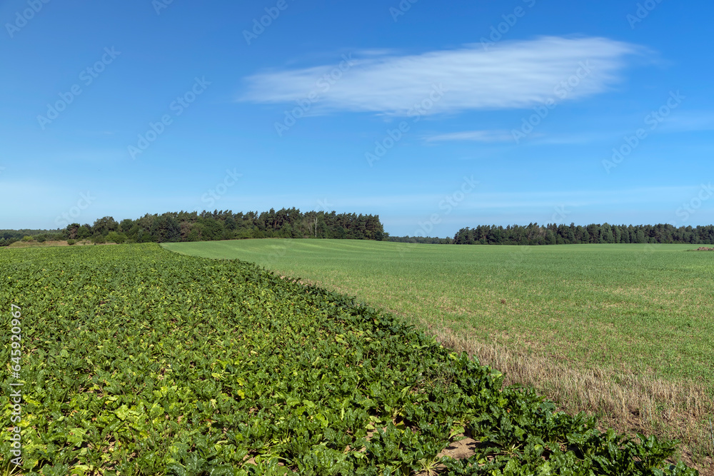 green foliage on sugar beet in a field green foliage on sugar beet in a field
