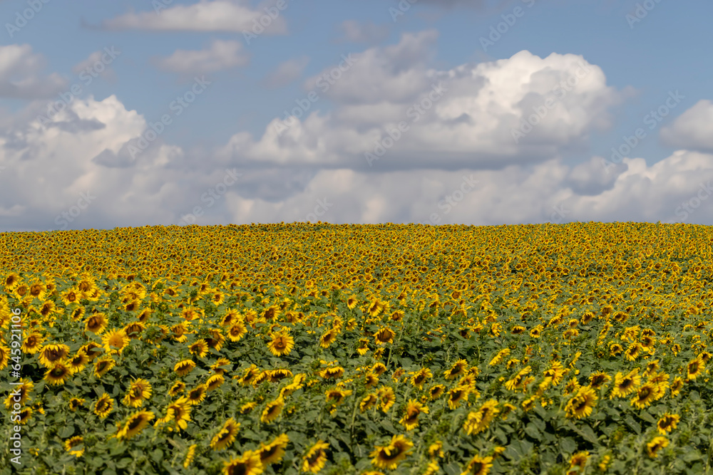 agricultural field with sunflowers in the summer agricultural field with sunflowers in the summer