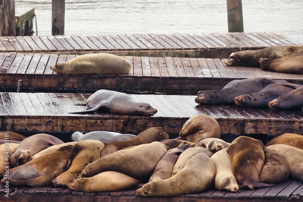 Fototapeta premium Sea Lions Napping in Harmonious Piles