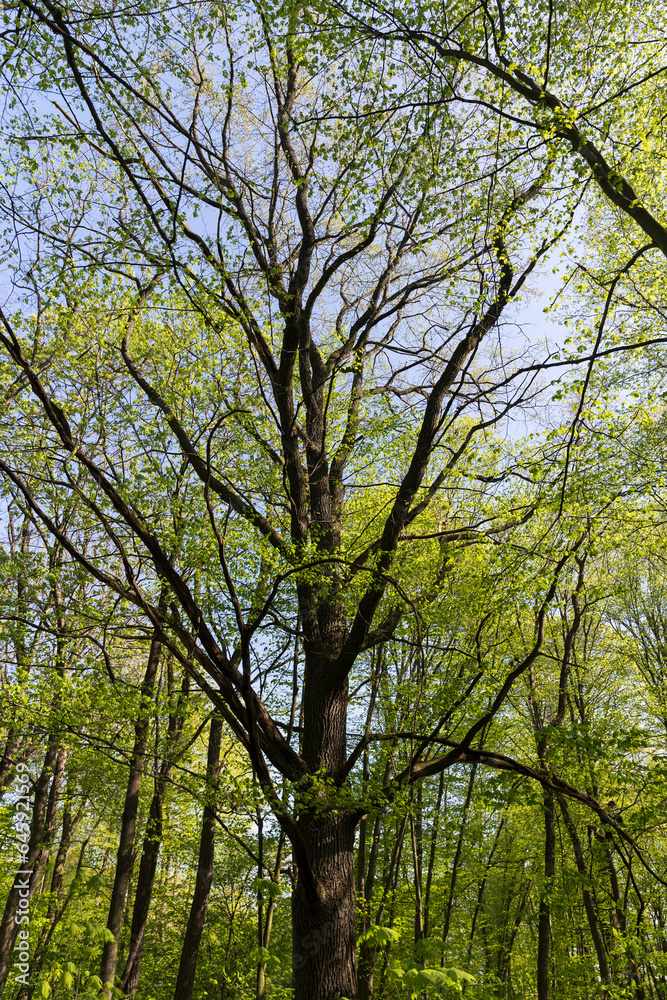 new green foliage on deciduous trees in the forest in the spring season