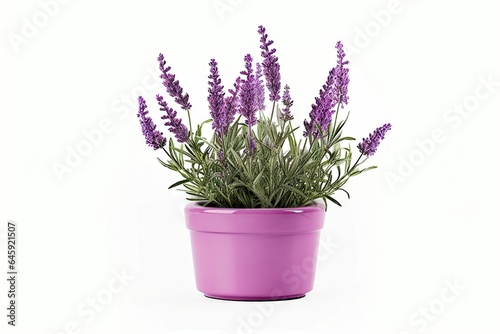 Scented beauty of nature. Aromatic allure. Lavender blooms in full splendor on white background isolated. Provence perfection. Exploring delicate charms