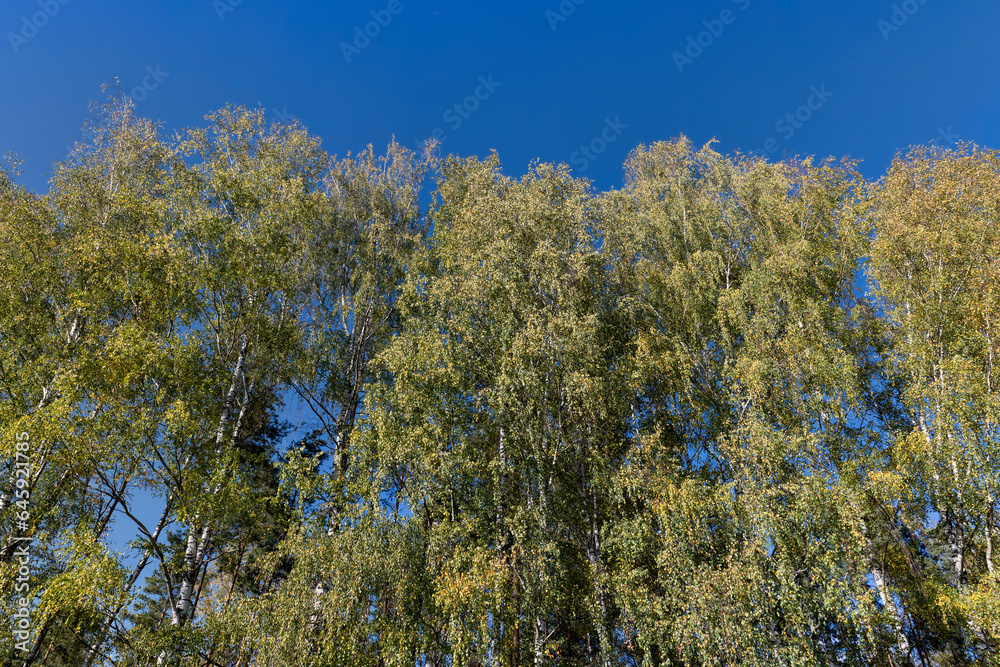 Fototapeta premium Birch grove with tall birch trees in autumn