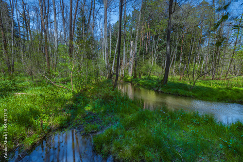 Nad Tanwia Nature Reserve  The gorge of the Tanew River   Sopot River  Roztoczanski National Park   Beautiful Polish landscapes  tourist trails in Poland