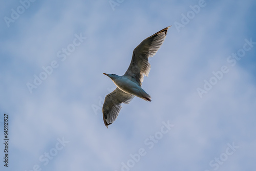 Seagull flying over the city with wings speeded © Kaspars