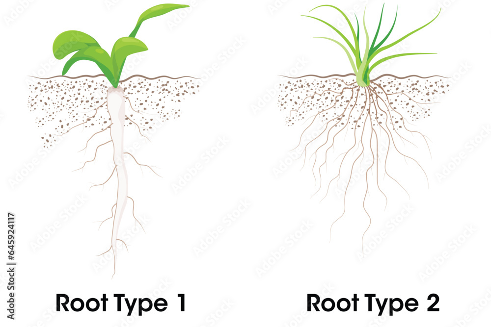 Two Types of root systems taproot and fibrous  - obrazy, fototapety, plakaty 