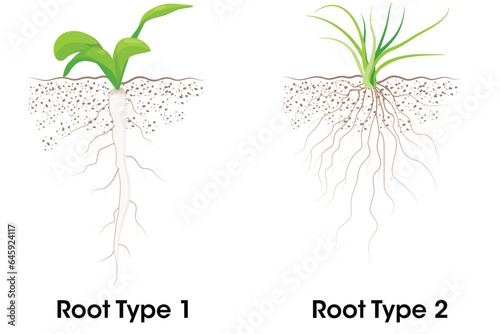 Two Types of root systems taproot and fibrous  photo