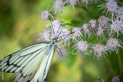 Butterfly in a pink flower with a green background 