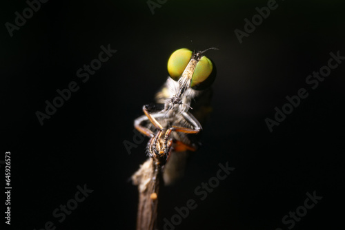 Rubber fly in a dark background 