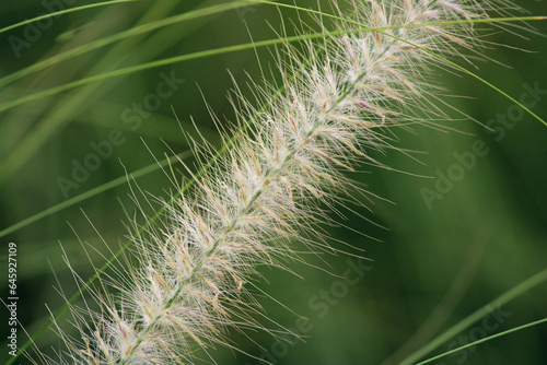 close up of dandelions