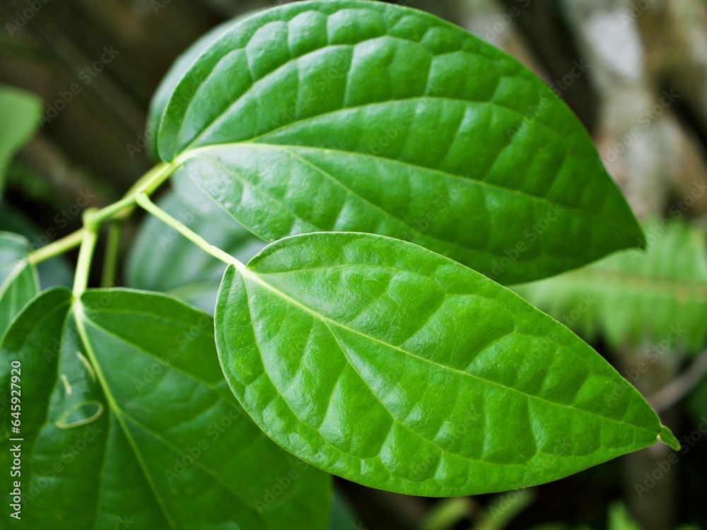 Closeup green leaf Betel plant ,Piper betle ,Piperaceae ,Which includes pepper and kava ,Paan ,Piper sarmentosum Herb plant, Cha plu