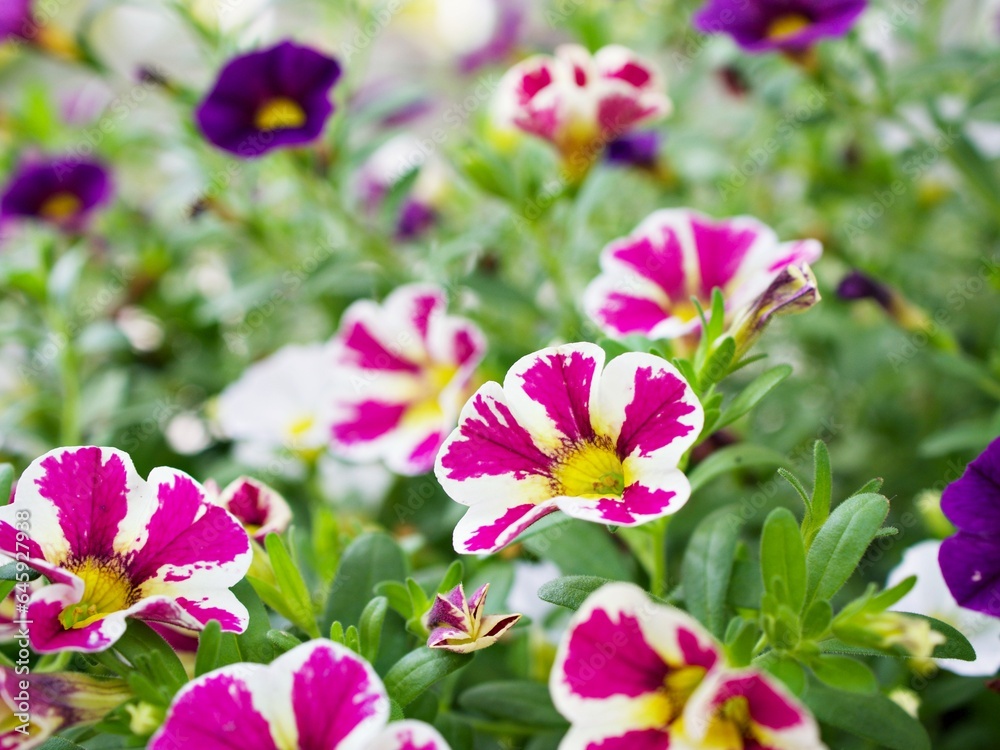 White-pink flower Calibrachoa petunia Million bells ,Trailing petunia ,Superbells ,seashore smaller flowers ,Solanaceae hybrid tiny blooming in summer colorful for pretty background ,macro image White-pink flower Calibrachoa petunia Million bells ,Trailing petunia ,Superbells ,seashore smaller flowers ,Solanaceae hybrid tiny blooming in summer colorful for pretty background ,macro image