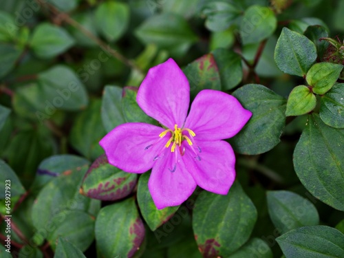 Green leaf of Tibouchina semidcandra misapplied Tibouchina urvilleana The princess flower ,glory bush ,lasiandra ,Begum bahar Melastomataceae evergreen shrub purple glory tree Pleroma macrantha photo