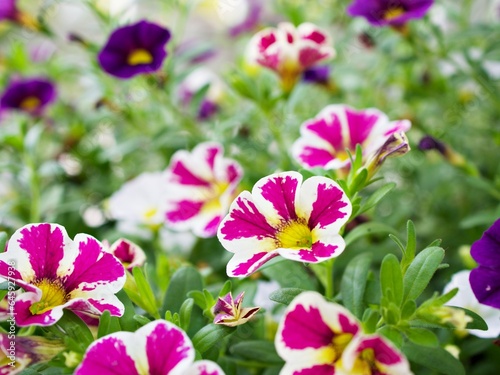 White-pink flower Calibrachoa petunia Million bells  Trailing petunia  Superbells  seashore smaller flowers  Solanaceae hybrid tiny blooming in summer colorful for pretty background  macro image 