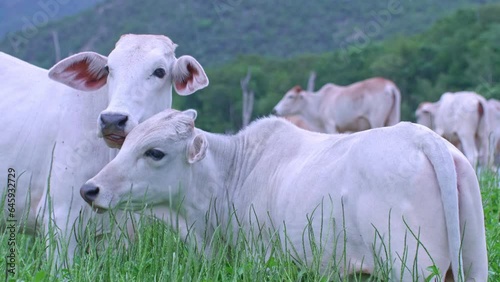 Herd of cows raised naturally