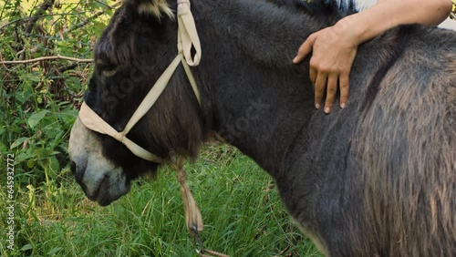 A peasant woman brushing the hair on the neck of a donkey. Close-up of the animal's head, frozen with pleasure. The care of animals on a farm. The concept of cattle breeding
