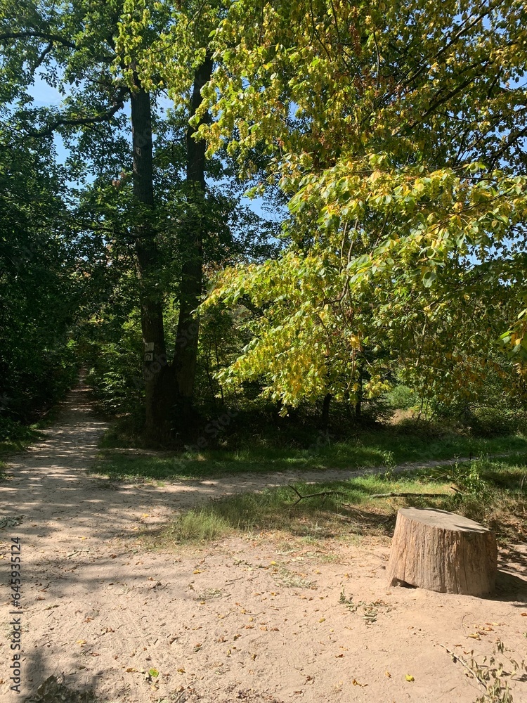 Troncs et souche d'arbre dans le bois de Fausses-Reposes Troncs et souche d'arbre dans le bois de Fausses-Reposes