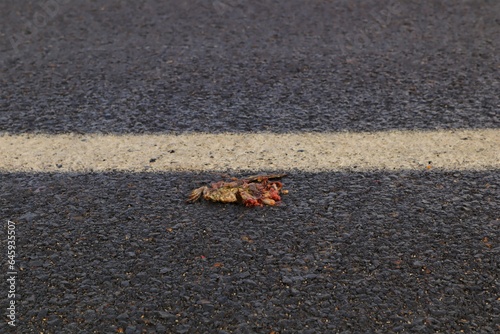 Dead frog on the highway. Frog or toad was hit by a car.Carcass of animal. Animals were killed. Veterinary medicine. Exotic Veterinary. wildlife vet.