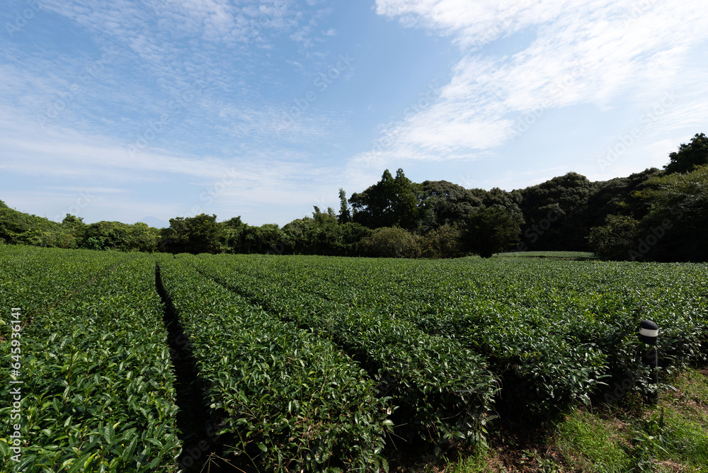 Rows of tea plants farm in japan
