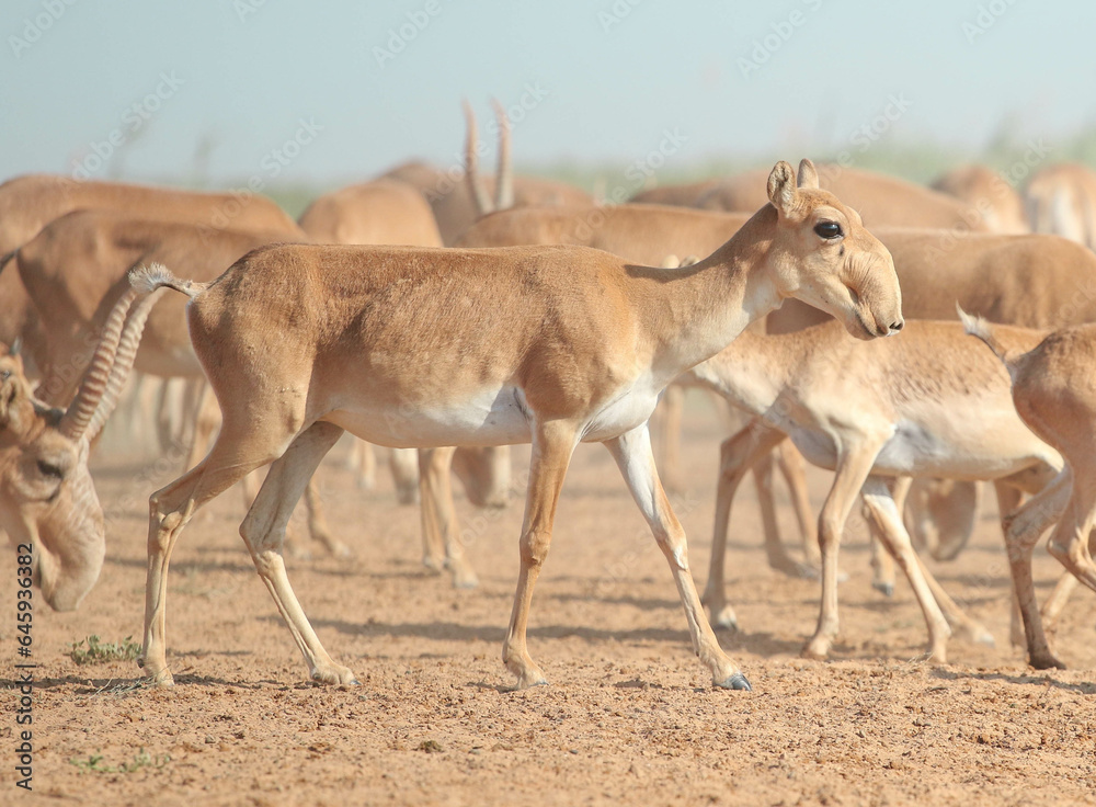 Wild rare animals saiga antelope, endangered in their natural habitat Wild rare animals saiga antelope, endangered in their natural habitat