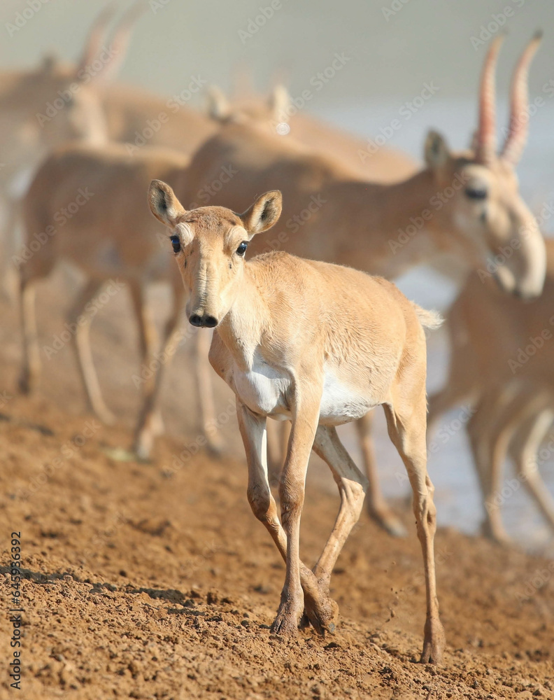 Fototapeta premium Wild rare animals, baby saiga antelope, endangered in their natural habitat