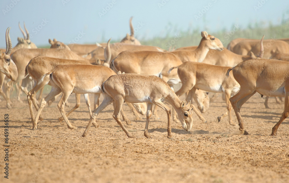 Wild rare animals, baby saiga antelope, endangered in their natural habitat Wild rare animals, baby saiga antelope, endangered in their natural habitat