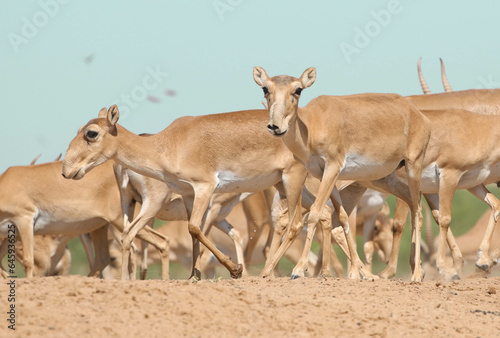 Wild rare animals saiga antelope, endangered in their natural habitat