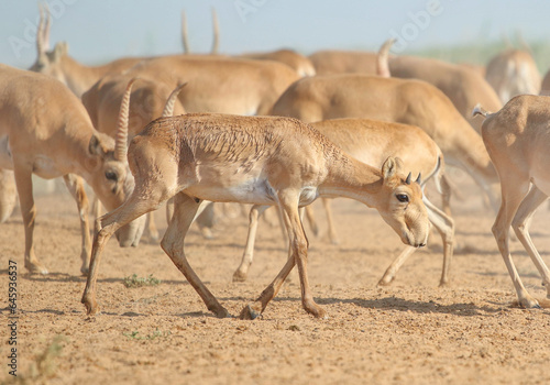 Wild rare animals, baby saiga antelope, endangered in their natural habitat
