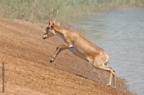 Wild rare animal, male saiga with beautiful horns runs away, endangered in natural habitat