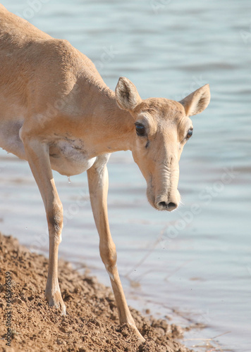 Wild rare animal, female saiga antelope with beautiful horns, endangered in its natural habitat