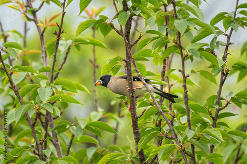 Beautiful Chinese Grosbeak sitting on branch and eating food