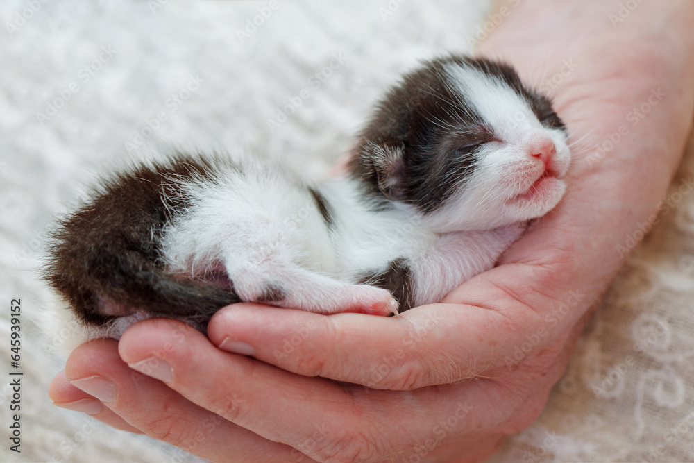Newborn baby kitten in male hand. Love nature and Adopt pet concept. Newborn baby kitten in male hand. Love nature and Adopt pet concept.