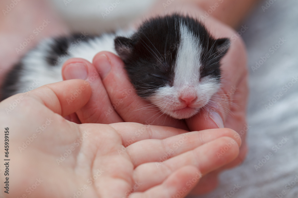 Newborn kitten in hand, closeup. Love and care concept Newborn kitten in hand, closeup. Love and care concept