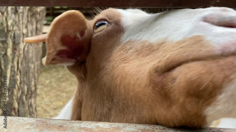custom made wallpaper toronto digitalCute white brown goat face at zoo close up view daytime outdoor. Animal and nature concept, Thailand