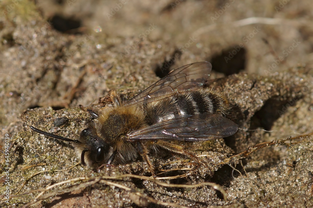 Closeup on a male Clarke's mining bee, Andrena clarkella, sitting on the ground