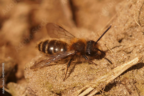 Closeup on a male Clarke's mining bee, Andrena clarkella, sitting on the ground
