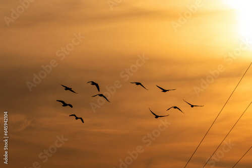Seagulls flying against the setting sun © Joanna