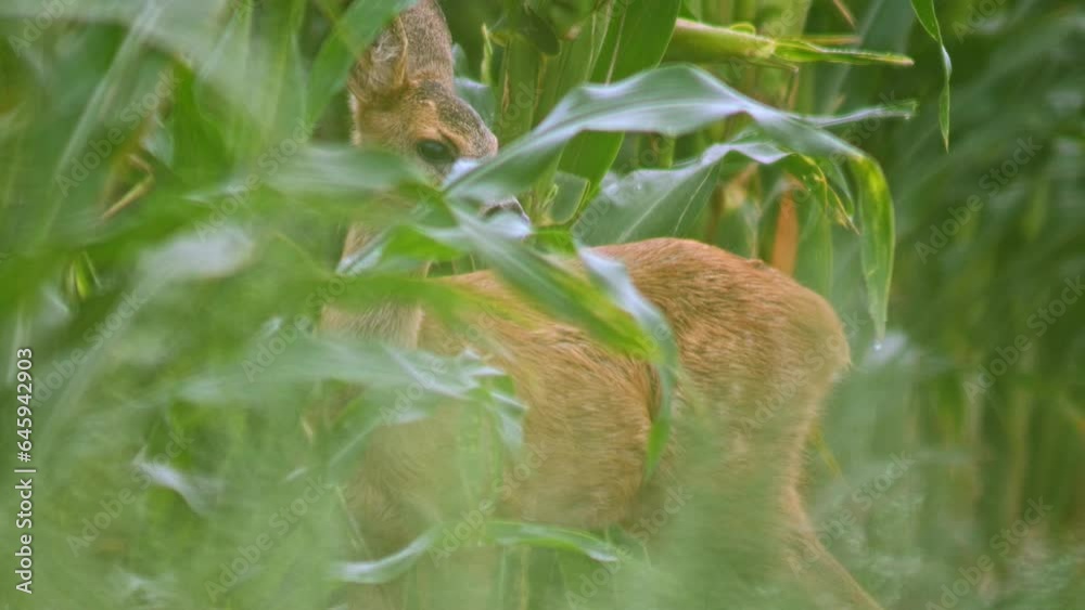 one Roe deer fawn (Capreolus capreolus) looks out from a corn field in the morning one Roe deer fawn (Capreolus capreolus) looks out from a corn field in the morning