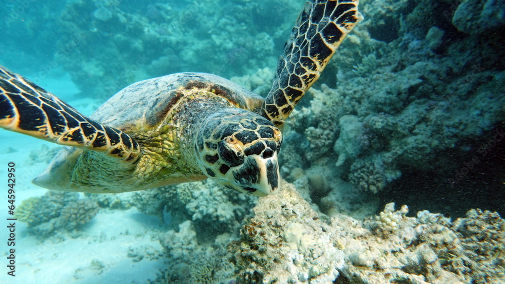 Obraz premium Hawksbill sea turtle (CR species) Hawksbill Turtle - Eretmochelys imbricata.