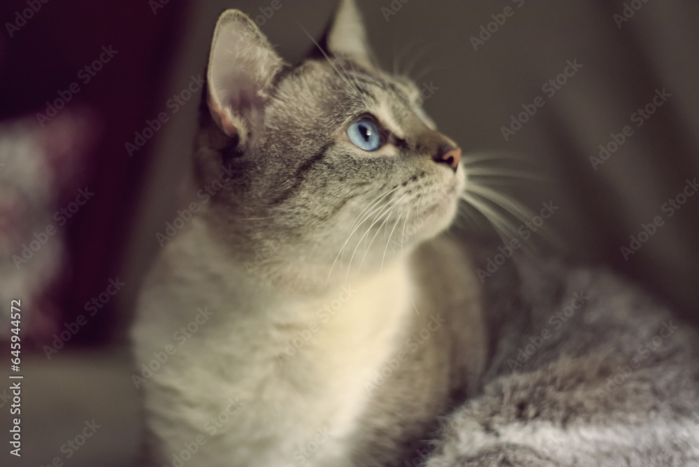 Portrait of a Lovely Blue-Eyed Cat