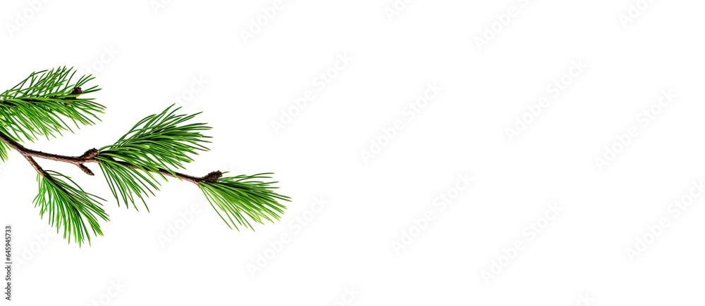 Pine branch isolated on white. Card, banner for winter, season, holiday. Branche with green pine needles, minimalistic illustration of evergreen, coniferous. Pine branch isolated on white. Card, banner for winter, season, holiday. Branche with green pine needles, minimalistic illustration of evergreen, coniferous.