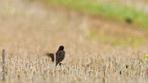 A swarm of starlings (Sturnus vulgaris) search for food in a harvested stubble field photo