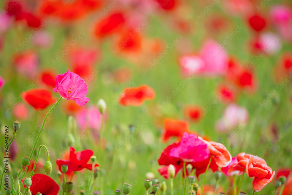 秩父天空のポピーに咲くポピーの花