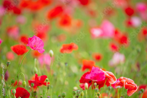 秩父天空のポピーに咲くポピーの花 © pianoman555