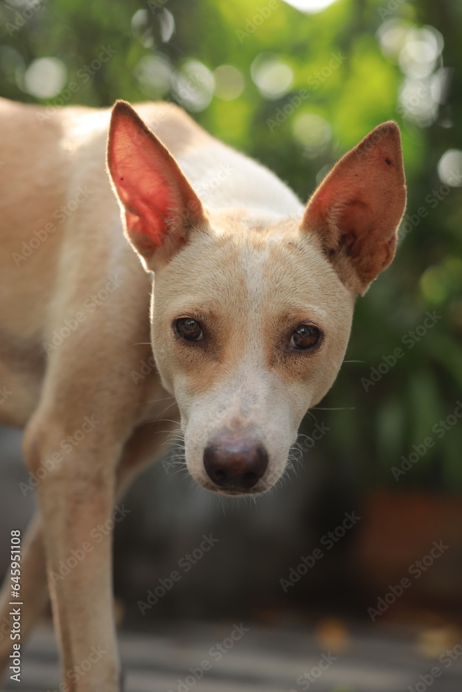 Portrait of a street dog