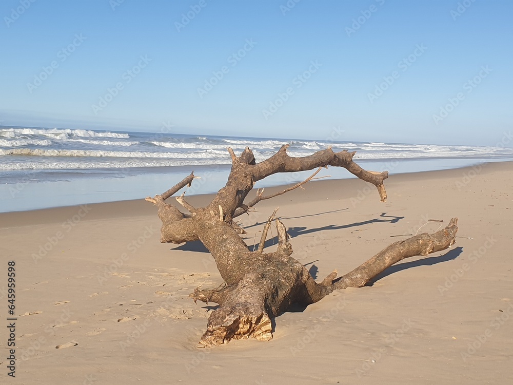 arbre mort sur plage